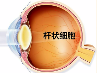 為什么剛進黑屋子就會看不清東西